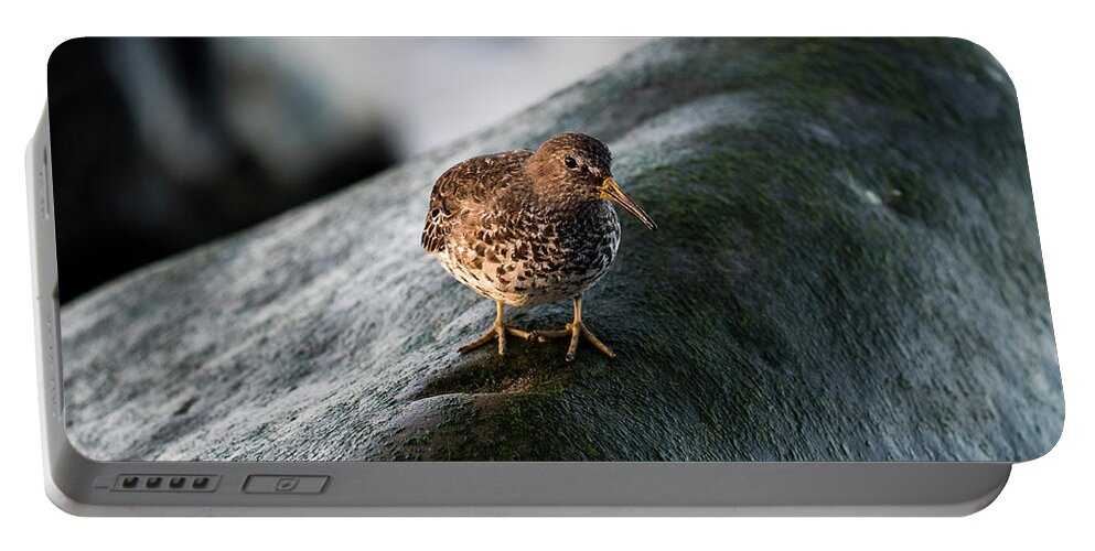 Animals Portable Battery Charger featuring the photograph Rock Sandpiper by Robert Potts