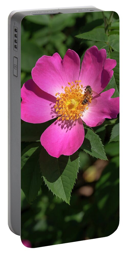 Rose Portable Battery Charger featuring the photograph Rosa Complicata by Dawn Cavalieri