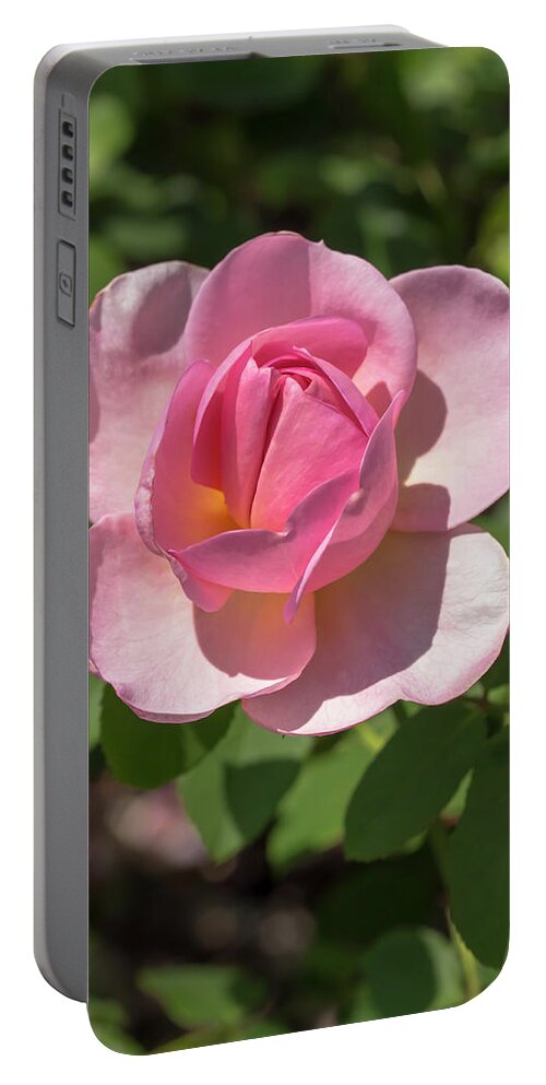 Flower Portable Battery Charger featuring the photograph Rosa Good Show by Dawn Cavalieri
