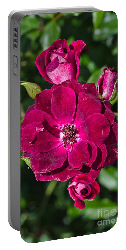 Roses Portable Battery Charger featuring the photograph Roses On Display by Joy Watson