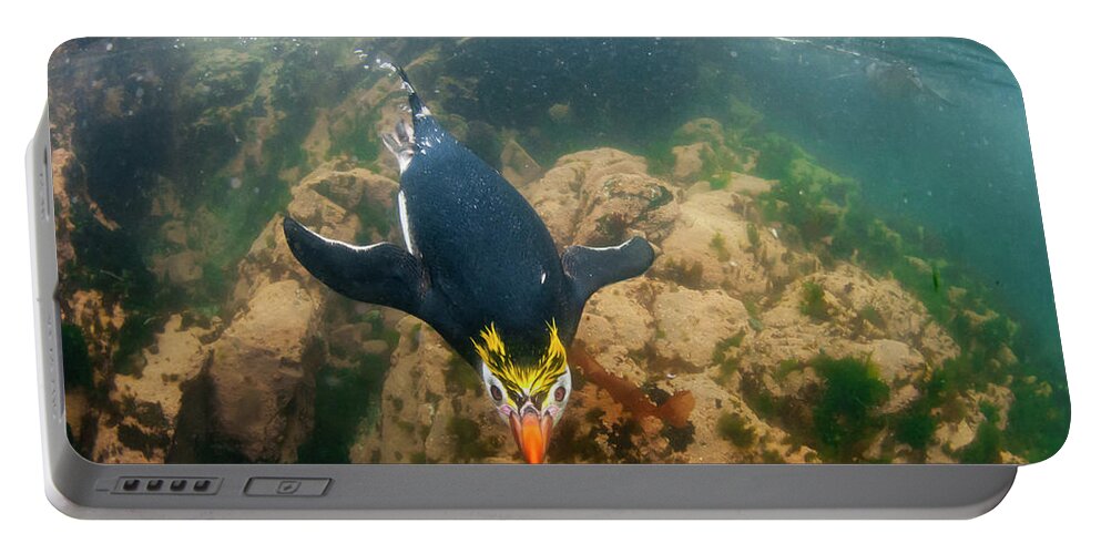Animals Portable Battery Charger featuring the photograph Royal Penguin Swimming Underwater by Tui De Roy