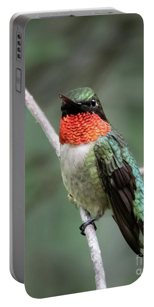Ruby-throated Hummingbird Portable Battery Charger featuring the photograph Rubies in the Sun by Amy Porter