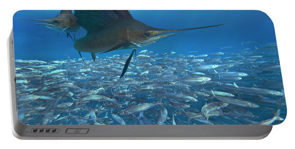 00558730 Portable Battery Charger featuring the photograph Sailfish Hunting Round Sardinella, Isla Mujeres, Mexico by Tim Fitzharris