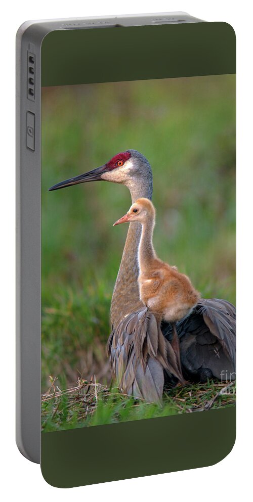 Sandhill Crane Portable Battery Charger featuring the photograph Sandhill Crane Mother and Colt Portrait by Jane Axman