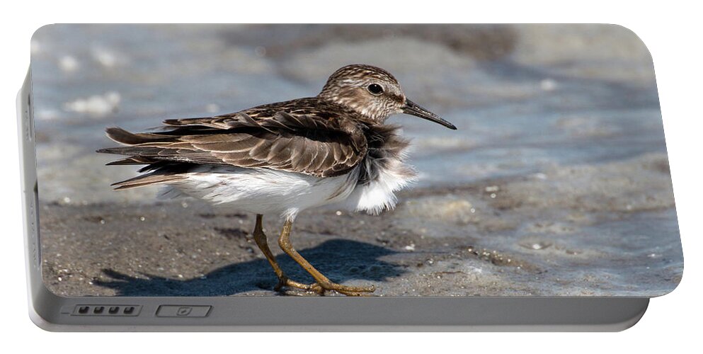 Sandpiper Portable Battery Charger featuring the photograph Sandpiper at Tidal Pool by William Selander