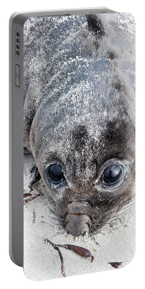 Heike Odermatt Portable Battery Charger featuring the photograph Sandy Elephant Seal Pup by Heike Odermatt