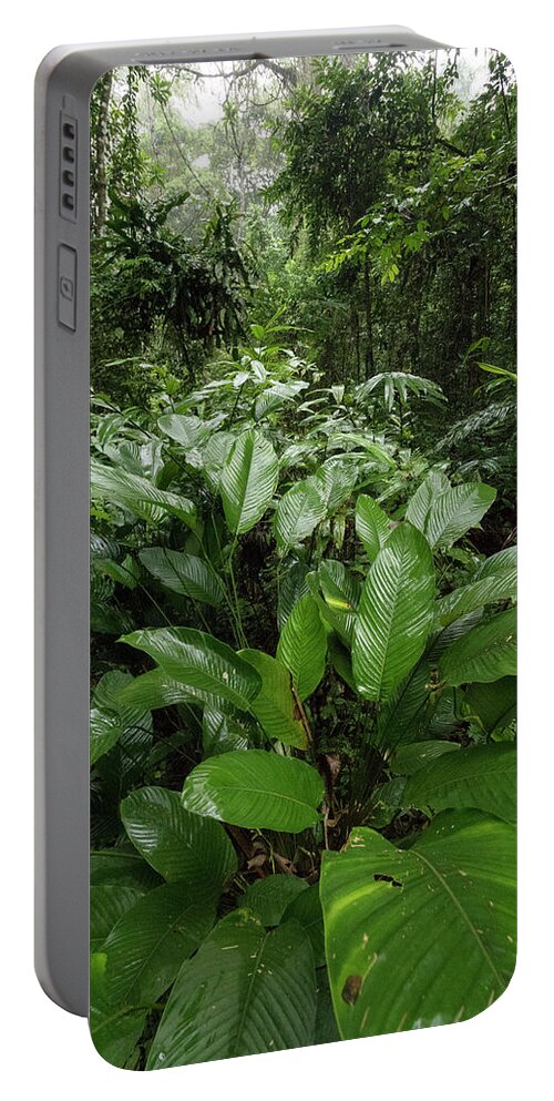 Gerry Ellis Portable Battery Charger featuring the photograph Sarcophrynium In Ebo Wildlife Reserve by Gerry Ellis