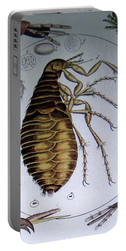 18th Portable Battery Charger featuring the photograph Scientific drawing of a flea by Steve Estvanik