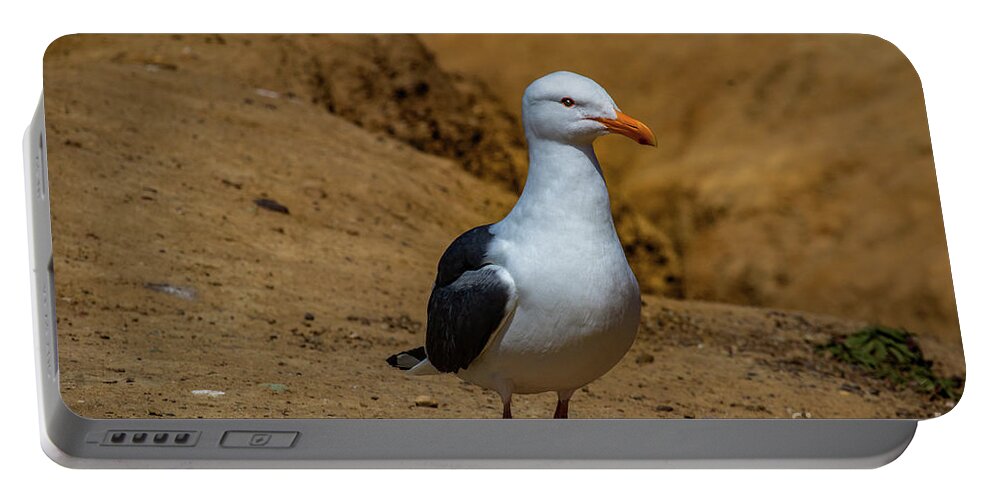 Wildlife Portable Battery Charger featuring the photograph Seagull by Thomas Marchessault