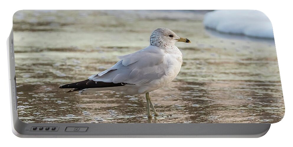 Surf Portable Battery Charger featuring the photograph Seaside Gull by Donna Twiford
