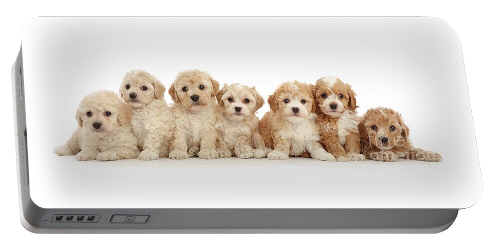 Seven Portable Battery Charger featuring the photograph Seven Cavapoochon puppies by Warren Photographic