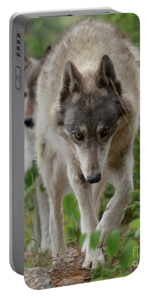 Wolf Portable Battery Charger featuring the photograph Sharing the Trail by Robert Buderman