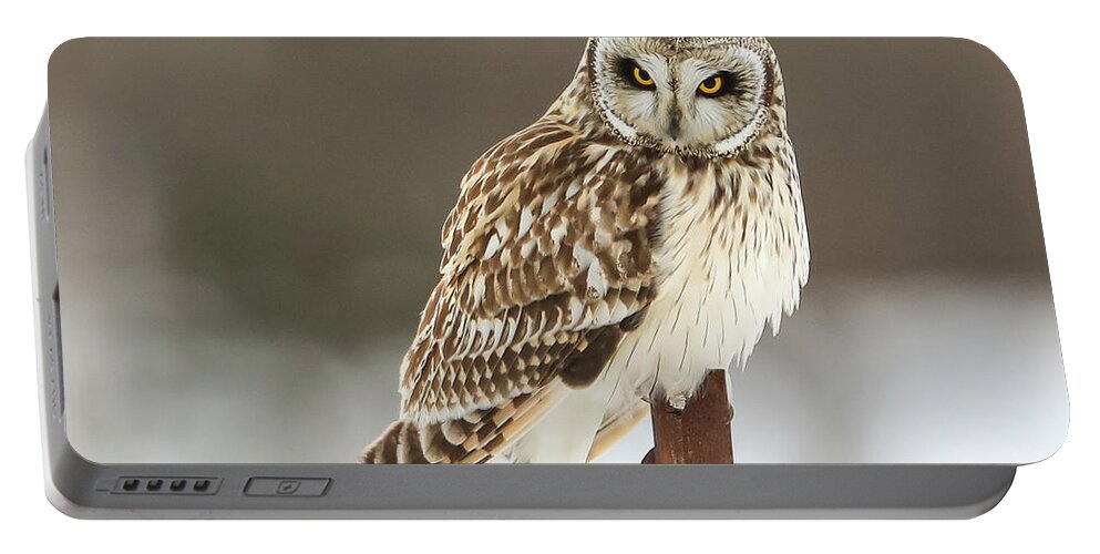 Sam Amato Photography Portable Battery Charger featuring the photograph Short Eared Owl by Sam Amato