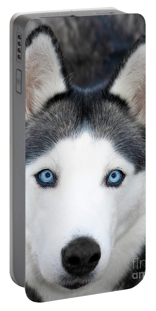 Wildlife Portable Battery Charger featuring the painting Siberian Husky Mask A91818 by Mas Art Studio