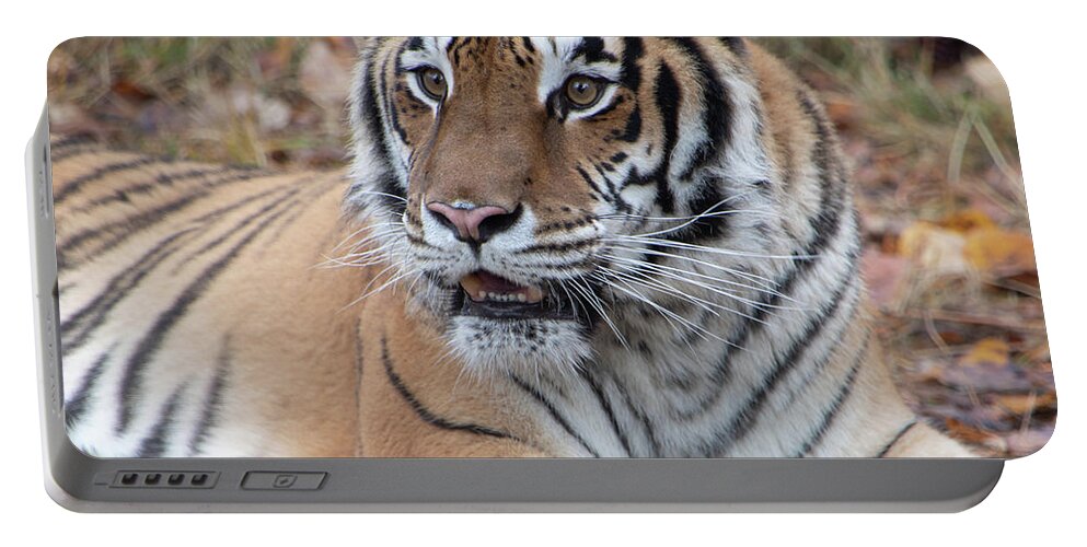 Animal Portable Battery Charger featuring the photograph Siberian Tiger Portrait Square by TL Wilson Photography by Teresa Wilson