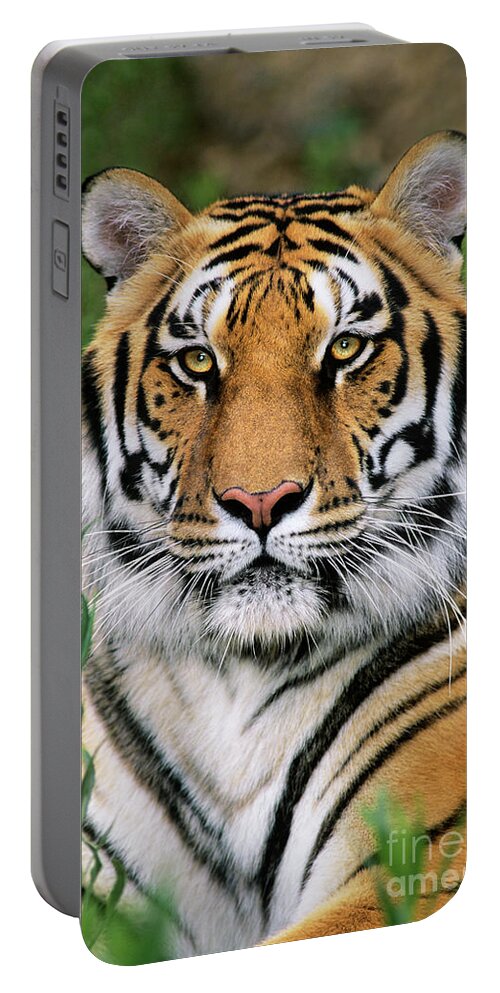 Siberian Tiger Portable Battery Charger featuring the photograph Siberian Tiger Staring Endangered Species Wildlife Rescue by Dave Welling