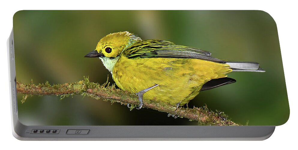 Bird Portable Battery Charger featuring the photograph Silver-throated Tanager by Alan Lenk