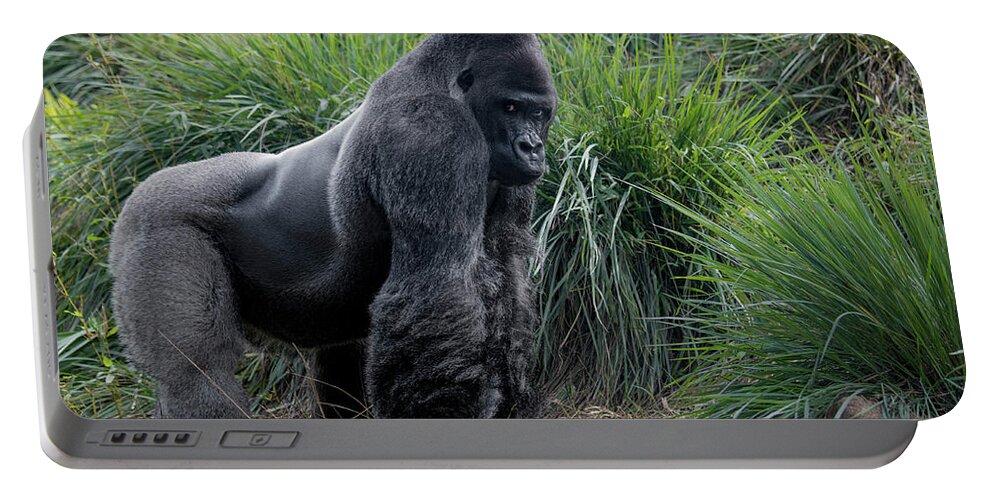 Captured Animals Portable Battery Charger featuring the photograph Silverback Stare 1806 by Donald Brown
