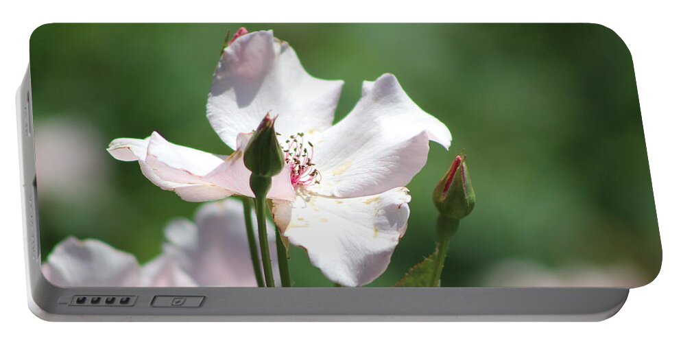 Misty Portable Battery Charger featuring the photograph Single Classic Pink Country Rose and Buds by Colleen Cornelius