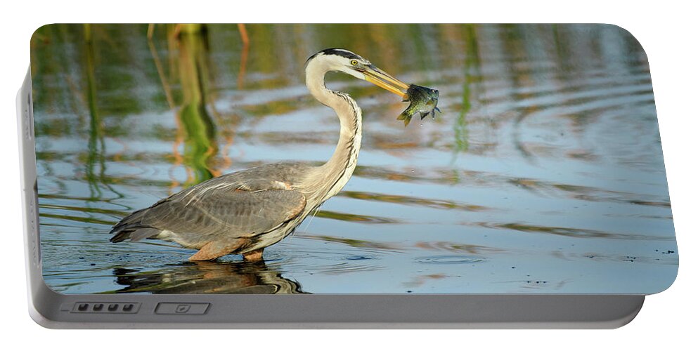 Birds Portable Battery Charger featuring the photograph Snack Time for Blue Heron by Donald Brown