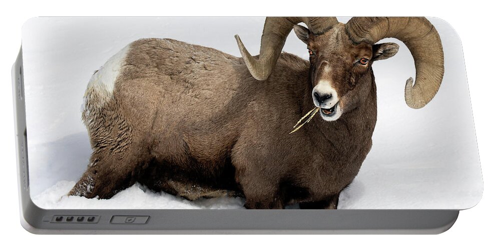Ram Portable Battery Charger featuring the photograph Snow Country Ram by Art Cole
