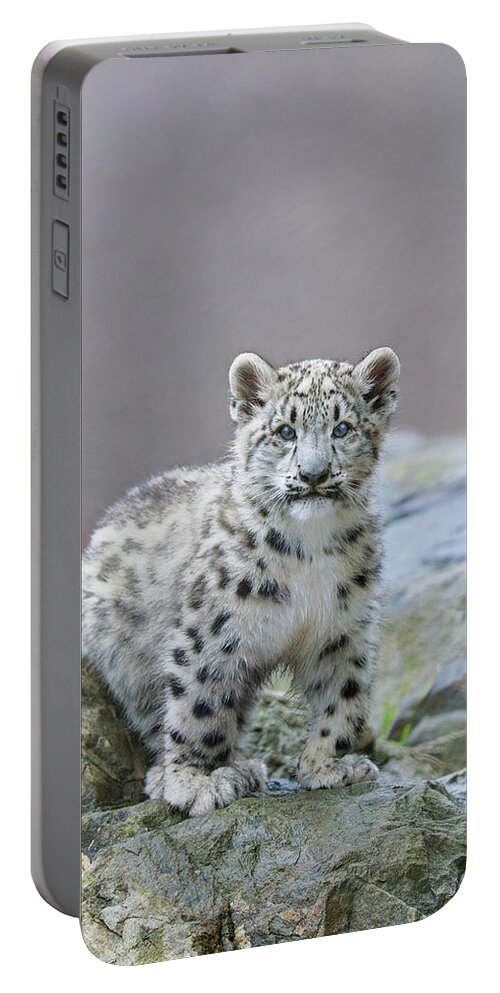 Suzi Eszterhas Portable Battery Charger featuring the photograph Snow Leopard Cub by Suzi Eszterhas