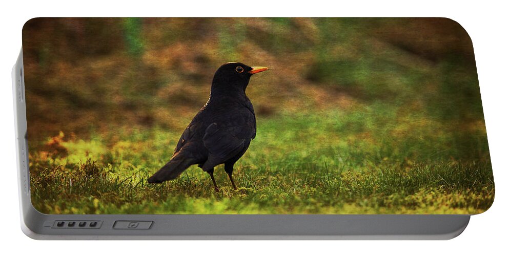 Wildlife Portable Battery Charger featuring the photograph Solitary Blackbird by Tikvah's Hope