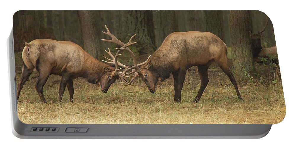 Wildlife Portable Battery Charger featuring the photograph Sparring by Bob Cournoyer