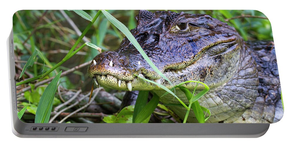 Alligatoridae Portable Battery Charger featuring the photograph Spectacled Caiman With Teeth In Lips by Ivan Kuzmin