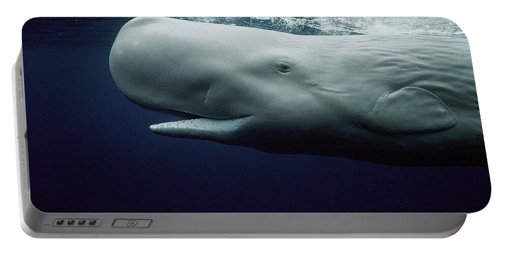 Mp Portable Battery Charger featuring the photograph White Sperm Whale by Hiroya Minakuchi