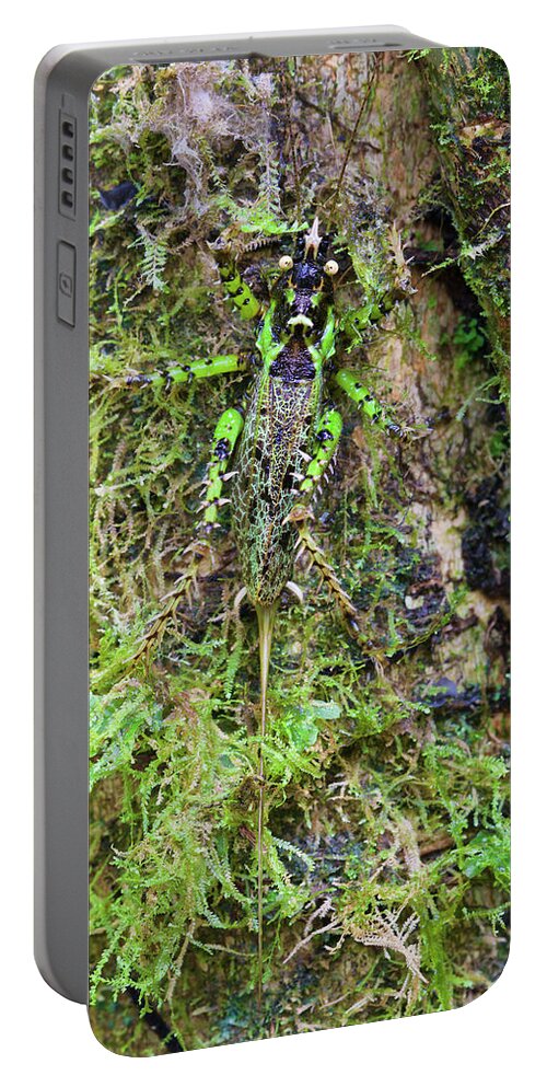 Disk1250 Portable Battery Charger featuring the photograph Spiny David Katydid Camouflaged by James Christensen