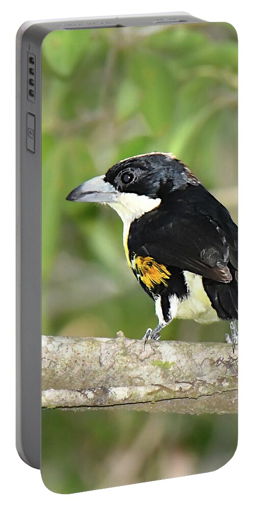 Birds Portable Battery Charger featuring the photograph Spot-crowned Barbet by Alan Lenk