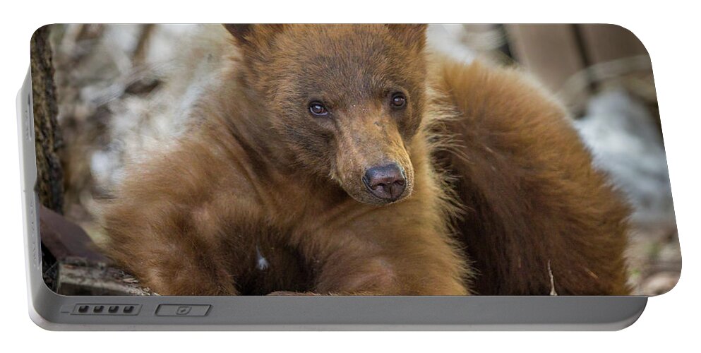 Bear Portable Battery Charger featuring the photograph Spring Bloom by Kevin Dietrich