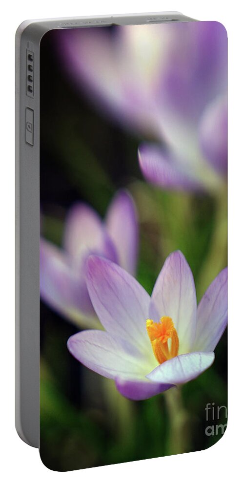 Color Portable Battery Charger featuring the photograph Spring Crocus Flowers 7 by Dorothy Lee