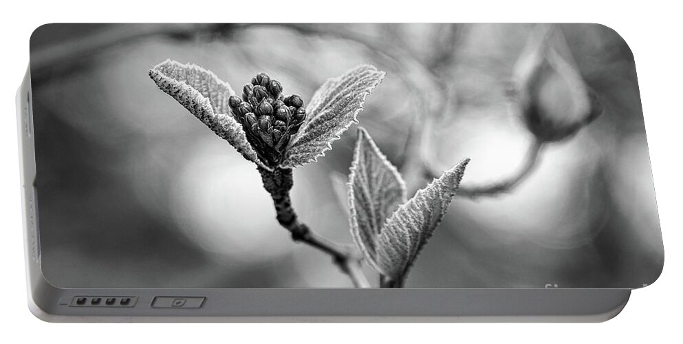 Black And White Portable Battery Charger featuring the photograph Spring In The Branches Black And White by Sharon McConnell