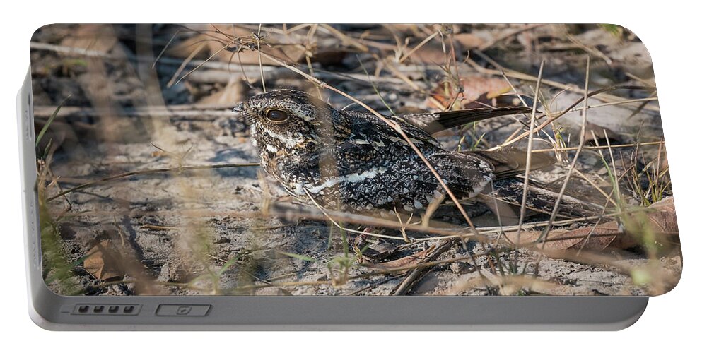 Nightjar Portable Battery Charger featuring the photograph Square-tailed Nightjar by Claudio Maioli
