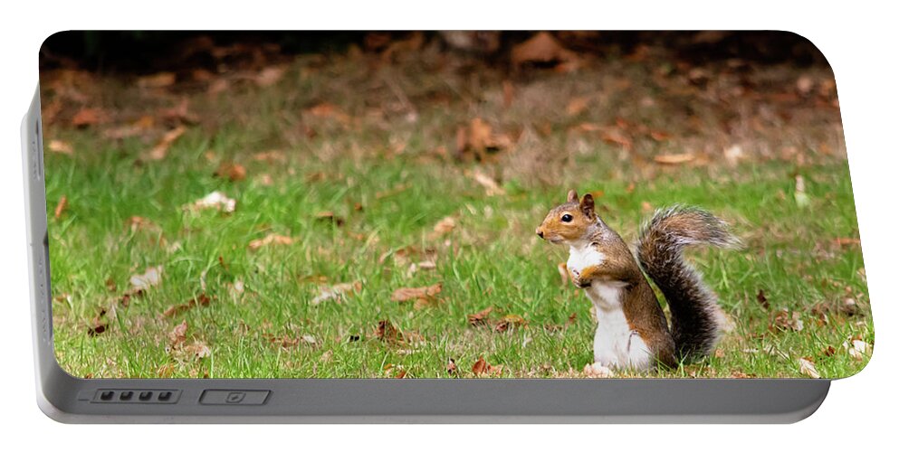 Acorn Portable Battery Charger featuring the photograph Squirrel stood up in grass by Scott Lyons