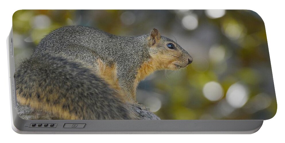 Squirrel Portable Battery Charger featuring the photograph Squirrely by Fraida Gutovich