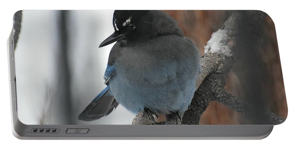 Stellar's Jay Portable Battery Charger featuring the photograph Stellar's Jay in Pine by Dorrene BrownButterfield