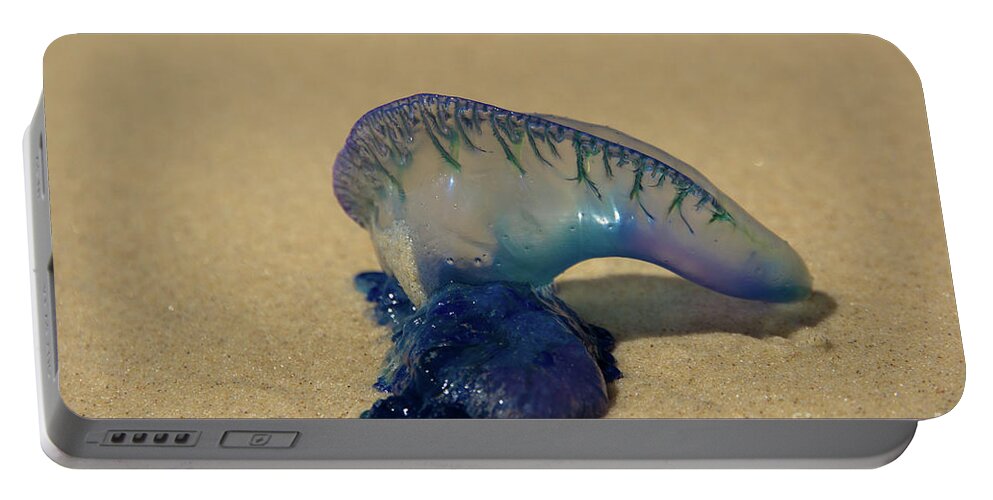 Australia Portable Battery Charger featuring the photograph Stinger on a beach by Agnes Caruso