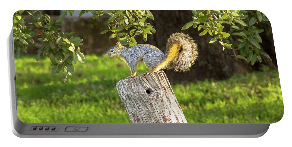  Squirrel Portable Battery Charger featuring the photograph Stumped Squirrel by Amy Sorvillo