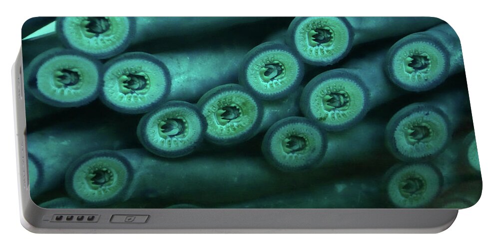 Bonneville Portable Battery Charger featuring the photograph Sucker mouths of lamprey eels  by Steve Estvanik