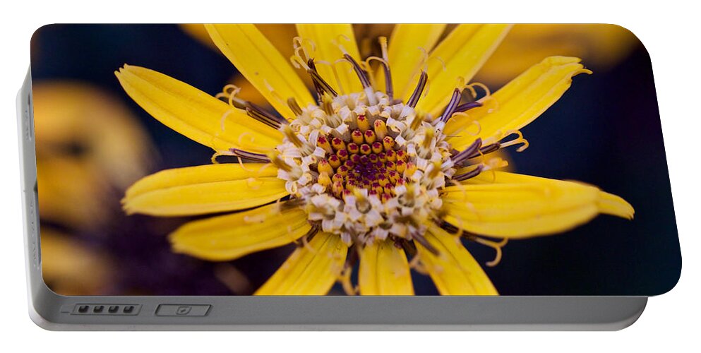 Flower Portable Battery Charger featuring the photograph Summer Ragweed Closeup by Todd Kreuter