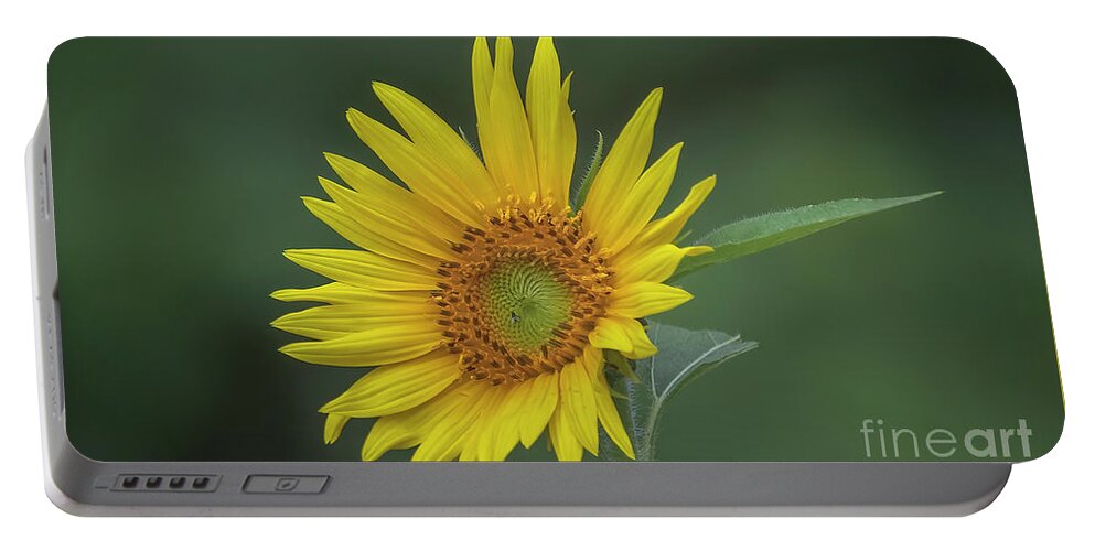 Sunflowers Portable Battery Charger featuring the photograph Sunflower Peaking and Visitor by DB Hayes