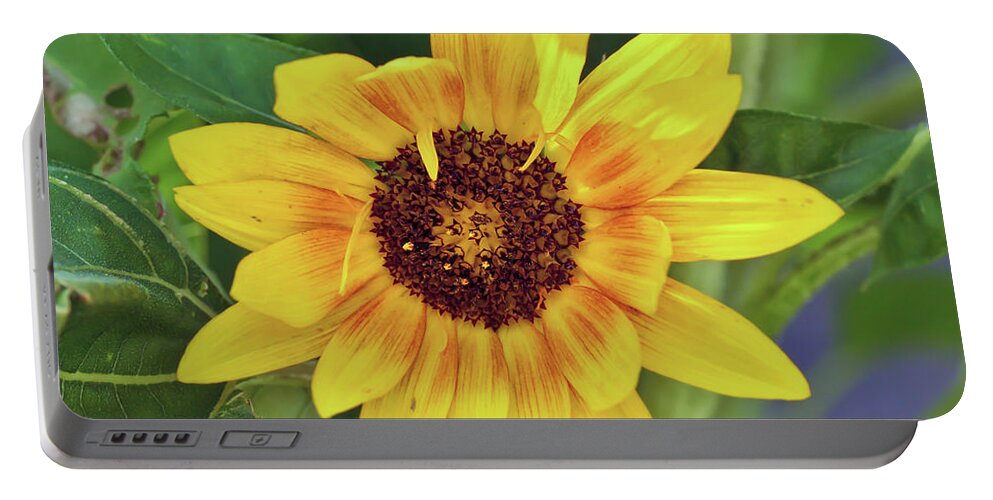 Sunflower Portable Battery Charger featuring the photograph Sunflower - Sunshine On A Stem by Kerri Farley