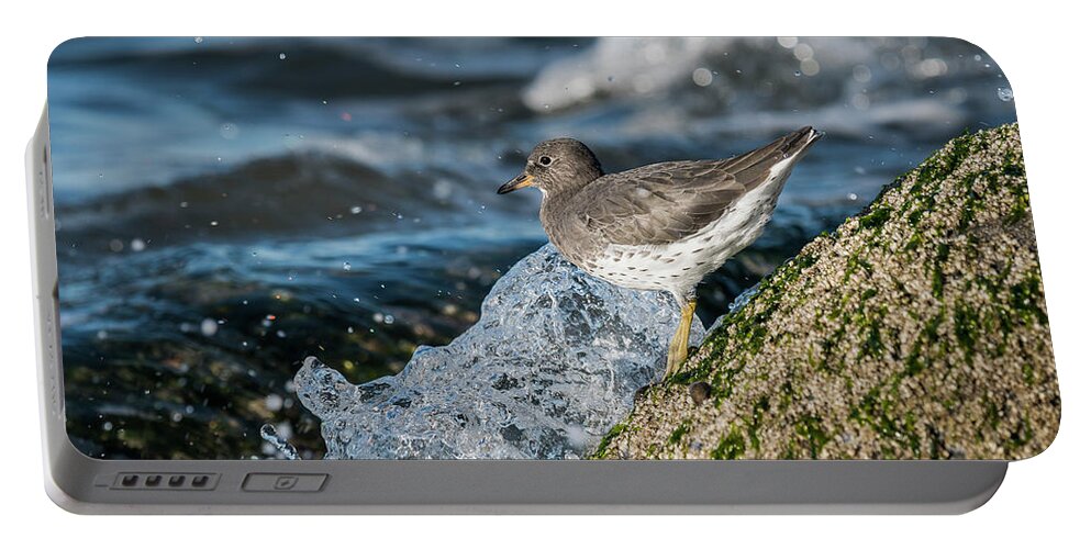 Animals Portable Battery Charger featuring the photograph Surfbird and Surf by Robert Potts