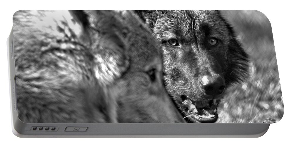 Wolf Portable Battery Charger featuring the photograph That's My Bone Black And White by Adam Jewell