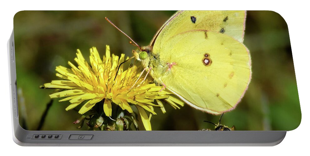 Sulphur Portable Battery Charger featuring the photograph The Bee and the Butterfly by Amy Porter