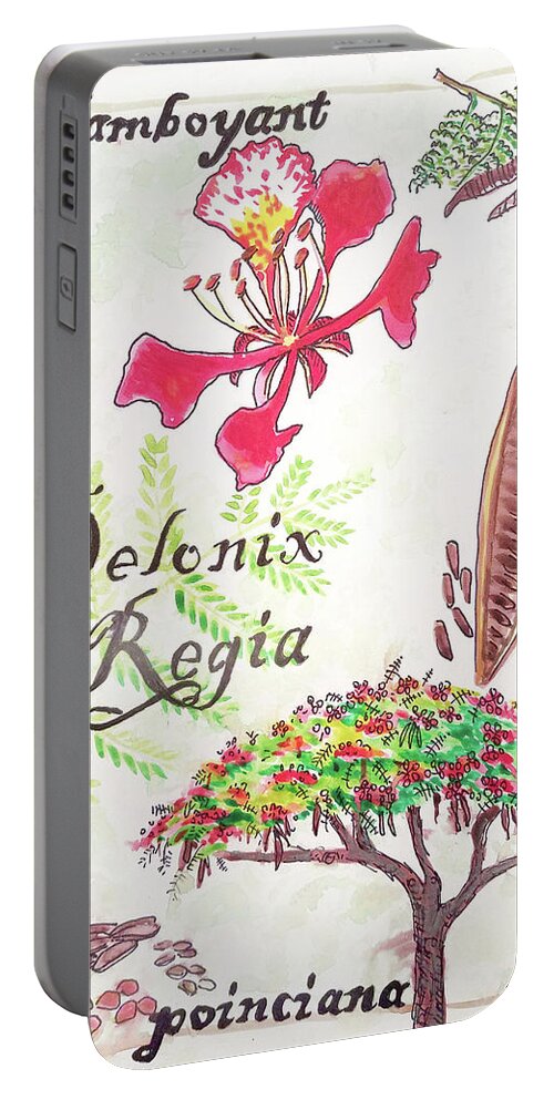 Botanical Portable Battery Charger featuring the drawing The Flamboyant tree by Tilly Strauss