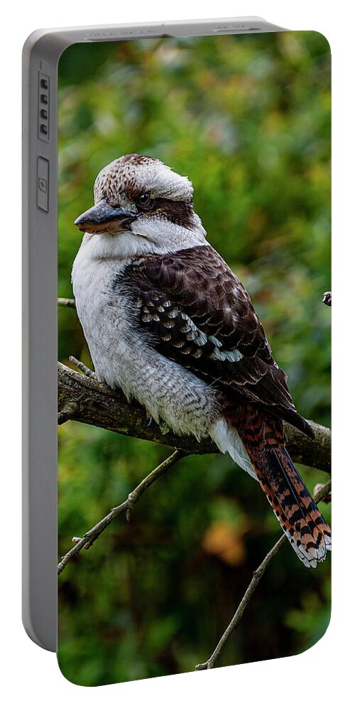 Kookaburra Portable Battery Charger featuring the photograph The Kookaburra by Frank Lee